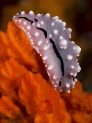 'Nudi on red' from PNG. Taken with Olympus E-20 in Titan ... by Istvan Juhasz 